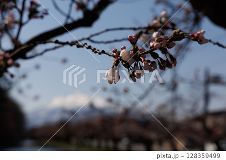 弘前公園外濠から観る残雪の岩木山(一部咲き) 弘前公園外濠から観る残雪の岩木山(一部咲き) 128359499