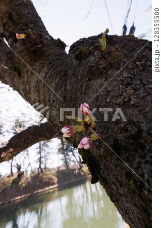 弘前公園外濠の胴吹き桜(蕾) 弘前公園外濠の胴吹き桜(蕾) 128359500