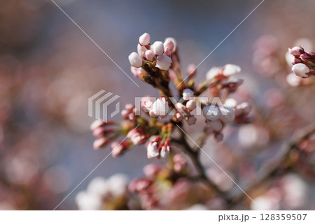 春の訪れを告げる桜(弘前公園) 春の訪れを告げる桜(弘前公園) 128359507