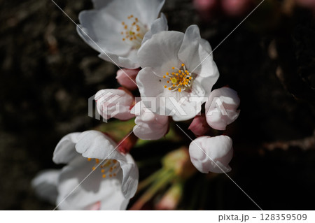 春の訪れを告げる桜（弘前公園咲き始め） 128359509