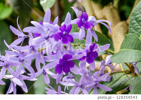 繊細かつ可憐な花であるペトレア 繊細かつ可憐な花であるペトレア 128359543