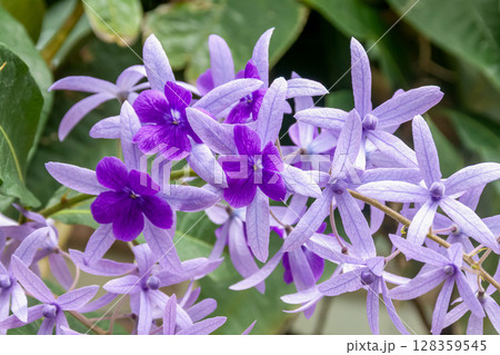 繊細かつ可憐な花であるペトレア 128359545