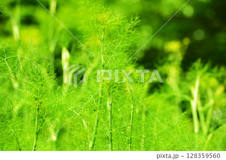 《神戸市》山間部に位置する植物園 布引ハーブ園 128359560