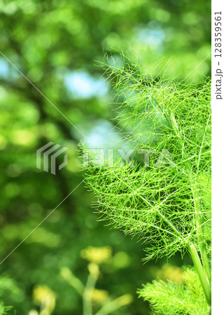 《神戸市》山間部に位置する植物園 布引ハーブ園 128359561
