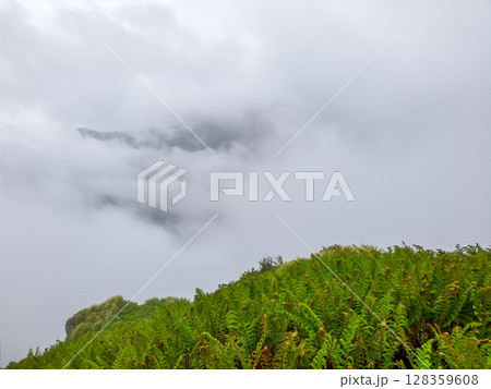 Foggy Cliffside Forest with Misty Mountain View 128359608