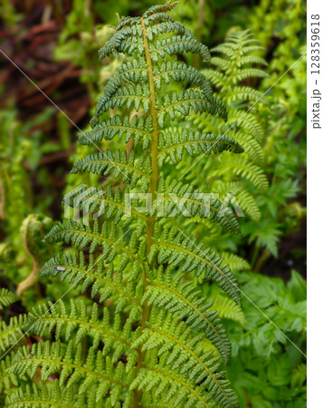 Close-up of a Green Fern Leaf in a Lush Garden 128359618