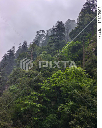 Misty Mountain Forest with Dense Green Trees Misty Mountain Forest with Dense Green Trees 128359654