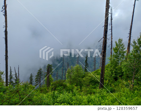 Foggy Mountain Forest with Tall Trees 128359657
