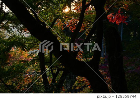 紅葉のある風景 128359744