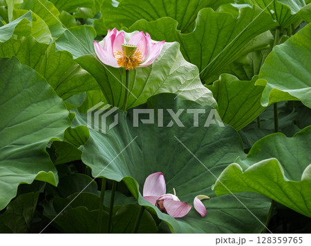 散り際を迎えた蓮の花と葉の上に落ちた花びら 散り際を迎えた蓮の花と葉の上に落ちた花びら 128359765