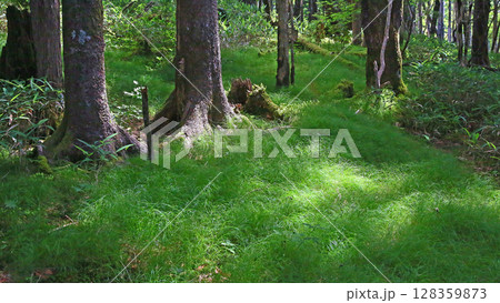 大台ケ原　夏 128359873