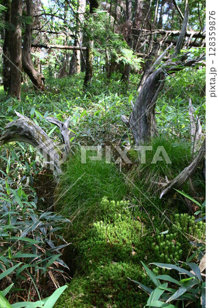 大台ケ原　夏 128359876