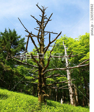 大台ケ原 夏 大台ケ原 夏 128359892