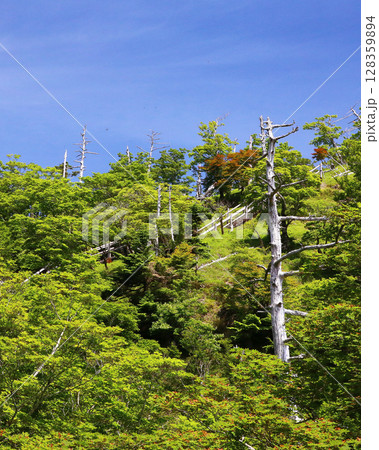 大台ケ原 夏 大台ケ原 夏 128359894