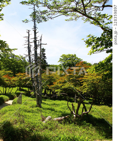 大台ケ原　夏 128359897