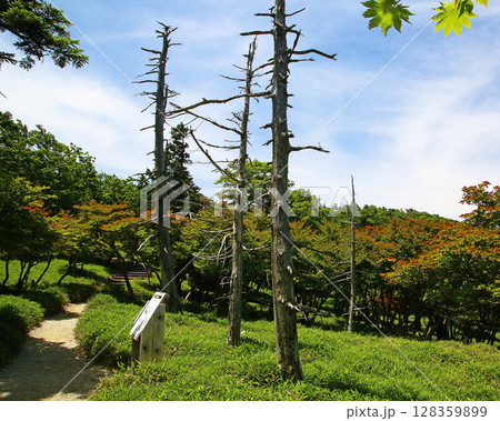 大台ケ原 夏 大台ケ原 夏 128359899