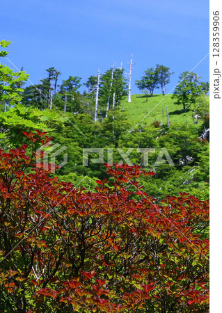 大台ケ原　夏 128359906