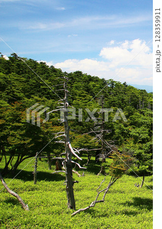 大台ケ原 夏 大台ケ原 夏 128359911