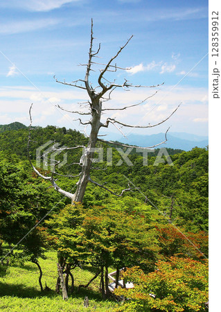 大台ケ原　夏 128359912