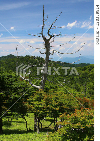 大台ケ原　夏 128359914