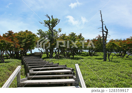 大台ケ原 夏 大台ケ原 夏 128359917