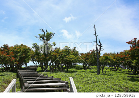 大台ケ原 夏 大台ケ原 夏 128359918