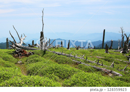 大台ケ原 夏 大台ケ原 夏 128359923