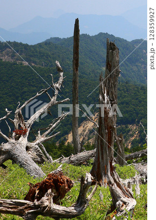 大台ケ原 夏 大台ケ原 夏 128359927