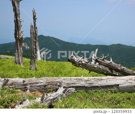 大台ケ原 夏 大台ケ原 夏 128359933