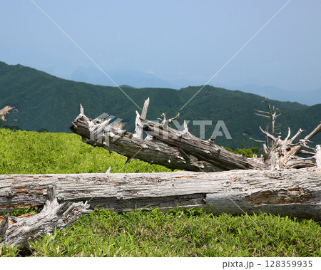 大台ケ原　夏 128359935