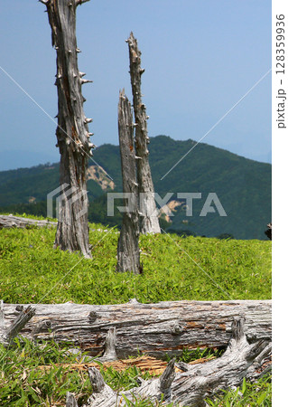 大台ケ原　夏 128359936