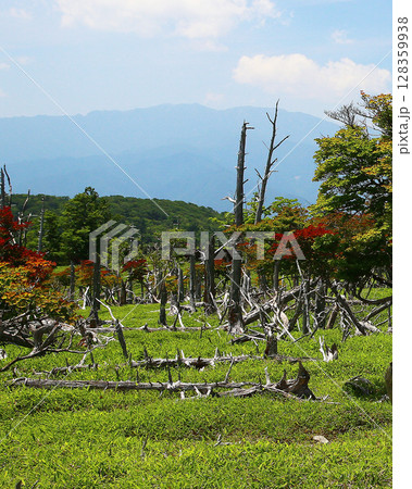 大台ケ原　夏 128359938