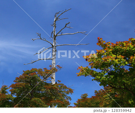 大台ケ原 夏 大台ケ原 夏 128359942