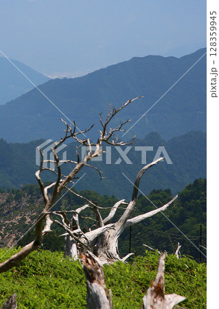 大台ケ原　夏 128359945
