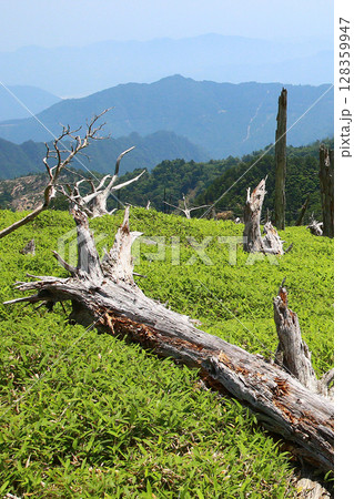 大台ケ原　夏 128359947