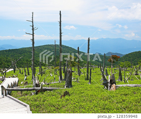 大台ケ原 夏 大台ケ原 夏 128359948