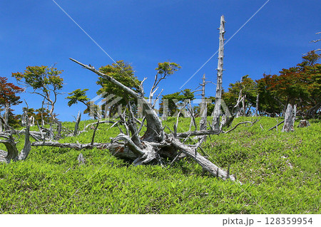 大台ケ原　夏 128359954