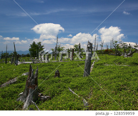 大台ケ原　夏 128359959