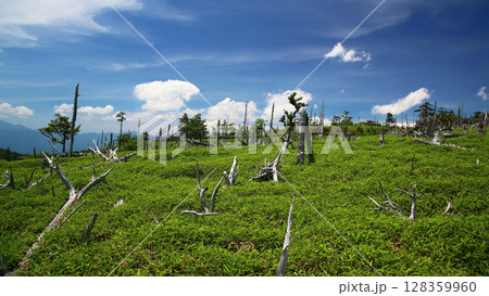大台ケ原　夏 128359960