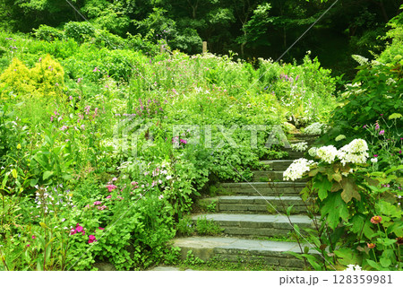 《神戸市》山間部に位置する植物園 布引ハーブ園 128359981