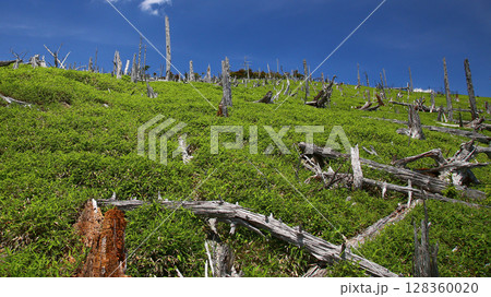 大台ケ原　夏 128360020