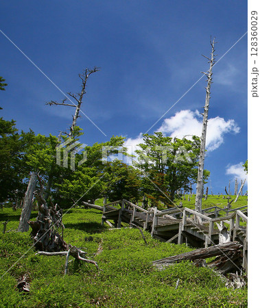 大台ケ原　夏 128360029