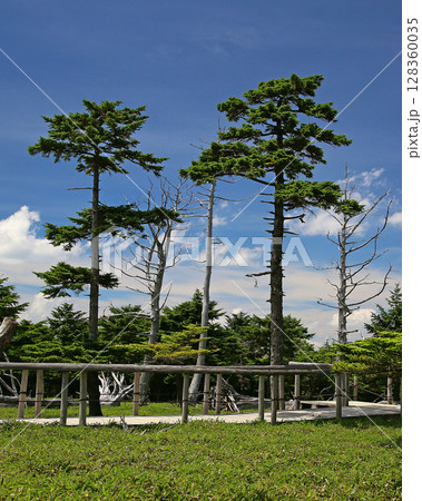 大台ケ原 夏 大台ケ原 夏 128360035