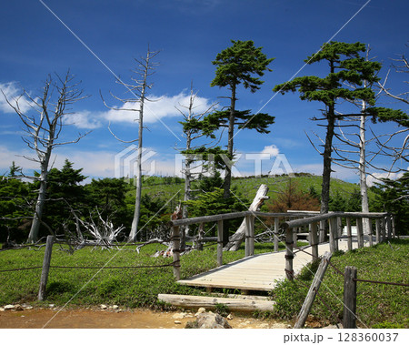 大台ケ原 夏 大台ケ原 夏 128360037