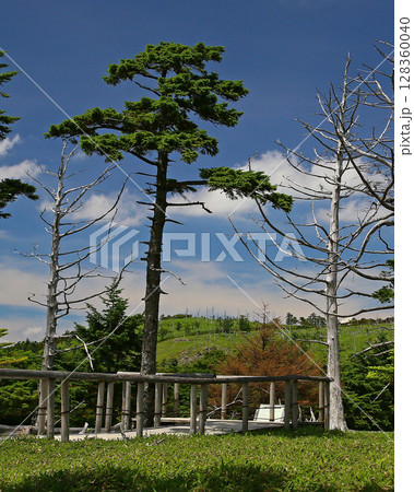 大台ケ原　夏 128360040