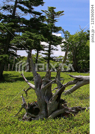 大台ケ原 夏 大台ケ原 夏 128360044
