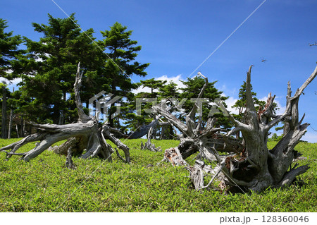 大台ケ原　夏 128360046