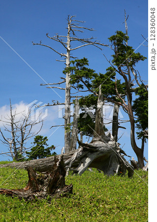 大台ケ原 夏 大台ケ原 夏 128360048