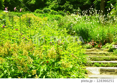《神戸市》山間部に位置する植物園 布引ハーブ園 128360251