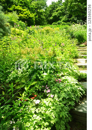 《神戸市》山間部に位置する植物園 布引ハーブ園 128360256